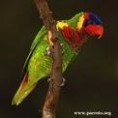 /album/lori-ozdobny-ornate-lory/lori-ozdobny-1-jpg/